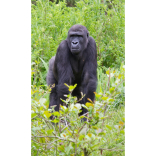 Paignton Zoo gorilla learns to juggle