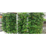 Grow Food in Small Spaces