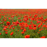 Manchester Poppy Day and Remembrance Events in and around Manchester 2015