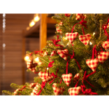 What's on in The New Forest 12th to 19th December?