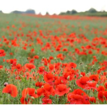 Remembrance Sunday and Armistice day, do you know the difference Harrogate?