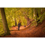 Dog walks east of Winchester