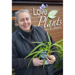 Plants confused by the warm weather at Shrewsbury plant centre