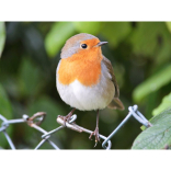 Take Part in the Big Garden Bird Watch