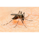 Zika Virus Prompts DHSC To Warn Manx Travellers