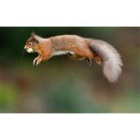 Should Red Squirrels Be Introduced To The Island?