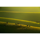 Brighton Flipside – South Downs