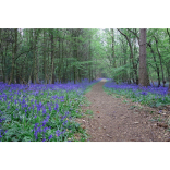 It's bluebells time!