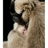 Gibbon baby is Zoo first