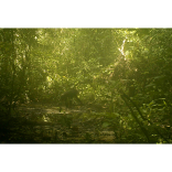 Rare glimpse of chimpanzees in  forgotten African forest