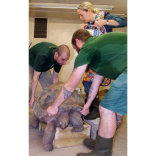 Vets turn the tables on giant tortoises