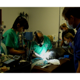Seal pup goes to the dentist