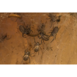 Social spiders reveal mysteries of the web