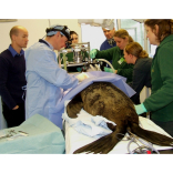 Living Coasts seal has eye op