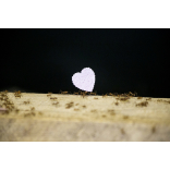 Love and rom-ants at Paignton Zoo…