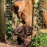 Elusive wolves breed at Paignton Zoo