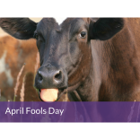 April Fools Day