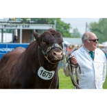 Shropshire County Show taking shape