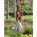 Baby orang utan gets the sack,Tatau turns four