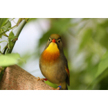 Trust highlights illegal pet trade
