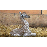 Giraffe birth at Paignton Zoo caught on video