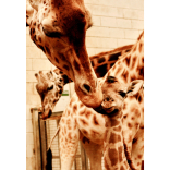 Paignton Zoo’s giraffe calf is…