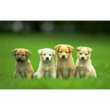Canine Cuts of Okehampton are Keeping Our Dogs in Shape