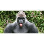 Gorilla sticks out his tongue…