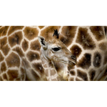 Paignton Zoo’s giraffe calf is called…