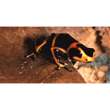 Zoo’s poison frog world first