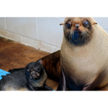 Surprise, surprise!  Seal gives birth during day at coastal zoo
