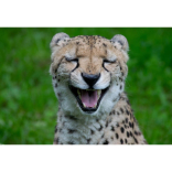 Cheetah has the last laugh at Paignton Zoo