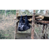 Teenage gorillas’ vandalism spree 
