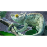 World’s largest chameleon –  world’s strangest creature? 