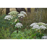 Giant hogweed and what you need to know