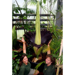 First “corpse plant” flowers at Paignton Zoo