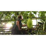 Second “corpse plant”  set to flower at Paignton Zoo