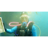 Dive with penguins at Living Coasts