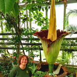 Second “corpse plant”  flowers at Paignton Zoo