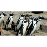Proper paperwork puts  penguins on path to Portugal