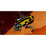 Keepers trick frog into breeding