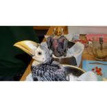 Tea for toucan…