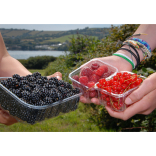 Heavenly Devon Food and Drink Festivals  - Ten to try in late Summer and Autumn