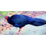 The UK zoo going 6,000 miles to help an elusive forest bird