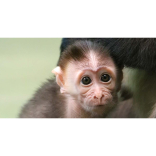 Rare monkey faces her public