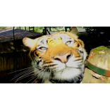 Lights, camera – tiger!