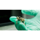 Call the midwife… a toad
