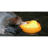 Seals play pumpkin polo at Living Coasts