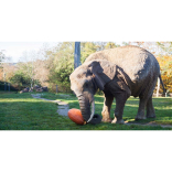 Elephant vs. pumpkin