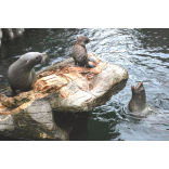 Seals united at Living Coasts